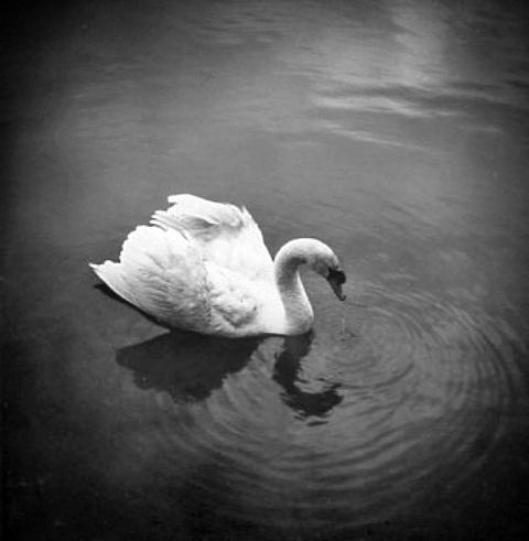 Swan on the lake, April 1966