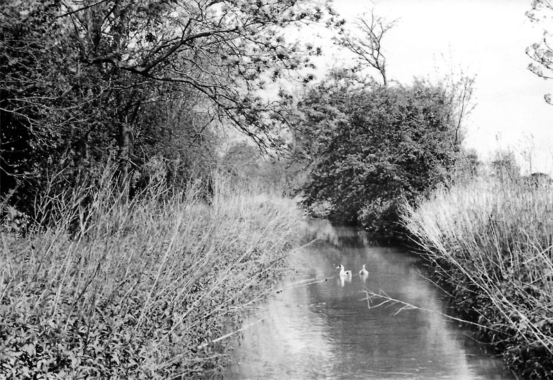 Ducks on river 1980s