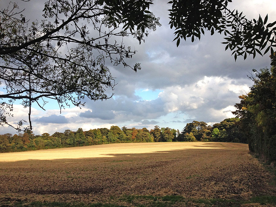 Tollerton Hall grounds, Autumn 2014