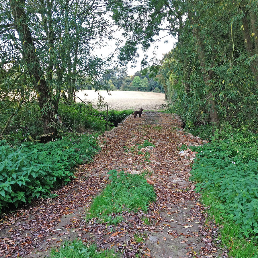 Tollerton Hall grounds, Autumn 2014